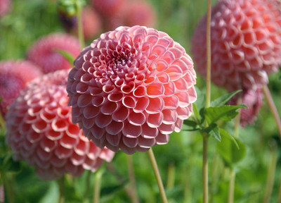 CYBEXIS XL-46 - Jowey Winnie Dahlia - (540 Seeds) Seed(540 per packet)