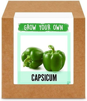 CYBEXIS Green Capsicum2400 Seeds Seed(2400 per packet)