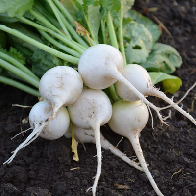 WILLVINE LX-390 White Globe Radish Seeds Seed(500 per packet)