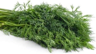 Aywal Soya Saag Dill Culinary Herb Green Dill Herb Plant Seed(700 per packet)