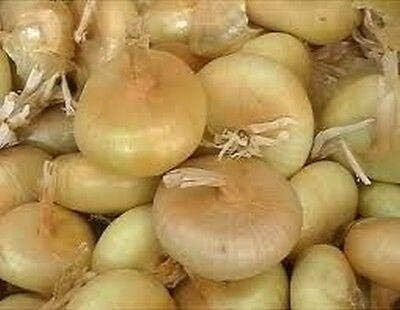 Qualtivate RES-1A Onion -Borettana Cippolini - Button Shape Seed(500 per packet)