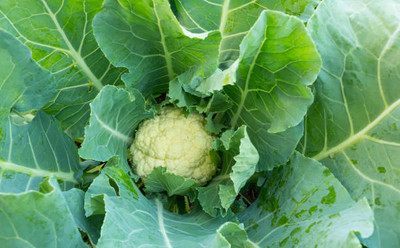 Deshi Nushke white cauliflower,gobhee seeds Seed(16 per packet)