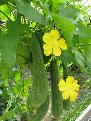 Qualtivate PUA5-A Gourd - Loofah Sponge Seeds Seed(50 per packet)