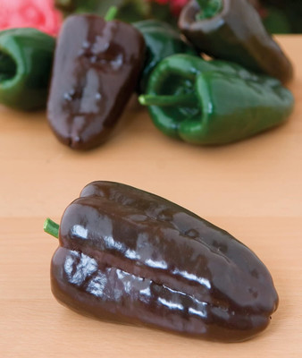 KNESSiN Hybrid Dark Green to Red Pepper Seeds For Gardening-(300 Seeds) Seed(300 per packet)