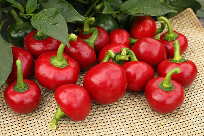 CYBEXIS Cherry Pepper Chilli Seeds2400 Seeds Seed(2400 per packet)