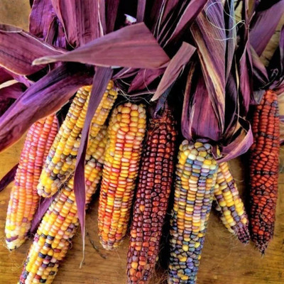 VibeX ® VXI-162 Seneca Red Stalker Ornamental Corn Seed(500 per packet)