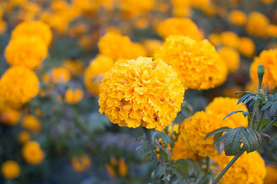 MH Enterprises marigold/gende ka phool flower seeds Seed(75 per packet)