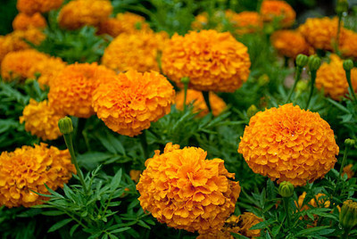 SRK Shree Radha Krishna marigold/gende ka phool flower seeds Seed(25 per packet)