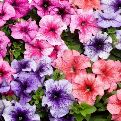 CYBEXIS GUA-32 - Petunia Multiflora Veined - (180 Seeds) Seed(180 per packet)