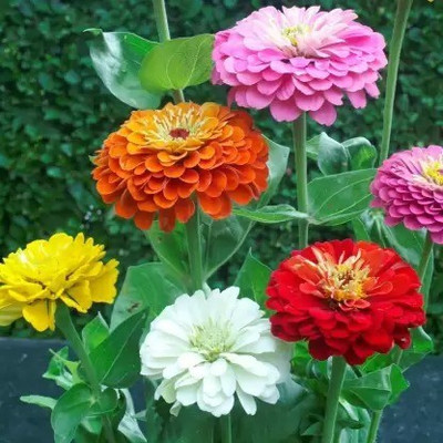 Aro Dhalia Seed(30 per packet)