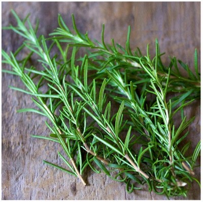 Quentova HERB | ROSEMARY PLANT-VNT-9M Seed(75 per packet)