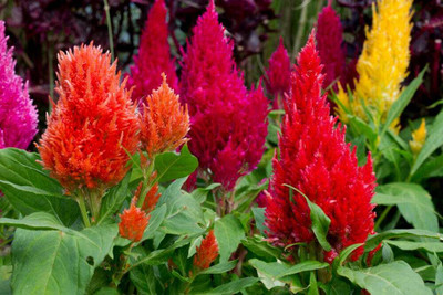 ZIXA Celosia Mix Seed(20 per packet)