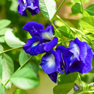 Arshiayat Butterfly pea flower seeds,Aparajita,Clitoria ternatea,Bluebell Vine Flower Seed(16 per packet)