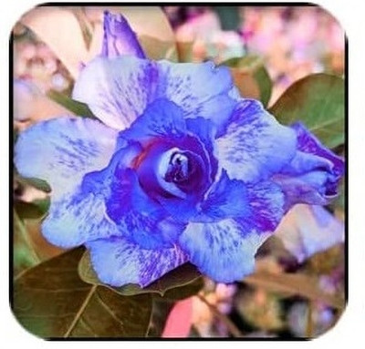 Qualtivate HUA-732 Adenium Obesum Desert Rose Seed(30 per packet)
