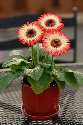 CYBEXIS Gerbera jamesonii, Red and white Color Gerbera Daisy Seed(50 per packet)