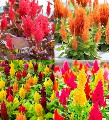 ibains Celosia flower seeds biij48 Seed(48 per packet)