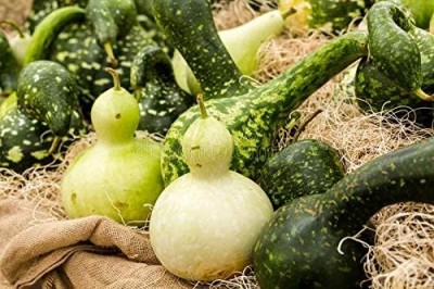 Qualtivate HUA-1A Smallfruit Bottle Gourd Vegetable Seed(50 per packet)