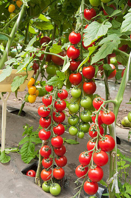 Aavik tomato Seed(110 per packet)