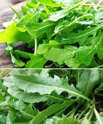 CYBEXIS XLL-18 - Arugula Roquette - (750 Seeds) Seed(750 per packet)