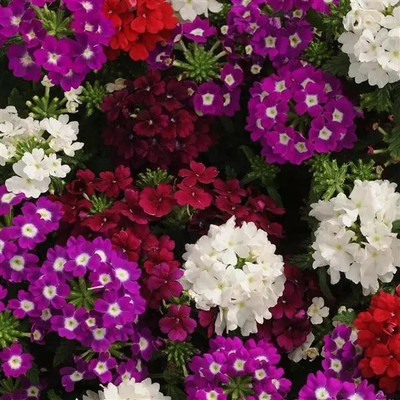 Quentova Merlot Mixture Verbena Flower-US-9C Seed(100 per packet)