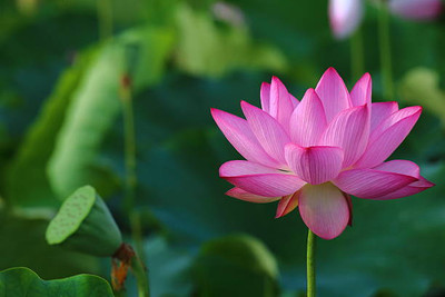 AZOLLA lotus,kamal gatta Seed(15 per packet)