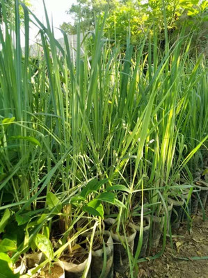 CYBEXIS LXI-56 - Lemon Grass - (250 Seeds) Seed(250 per packet)