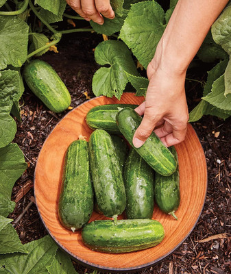 Qualtivate HYB-8A Supremo Pickling Cucumber Seeds Seed(300 per packet)