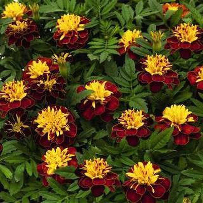 VibeX VXI-87 - Super Hero Spry Marigold - (2250 Seeds) Seed(2250 per packet)
