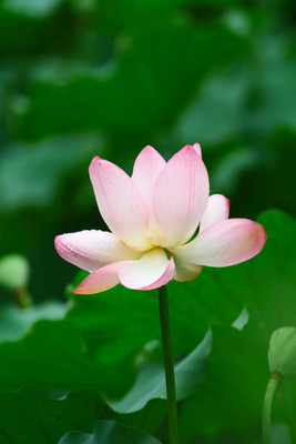 Hybrid Galaxy lotus,kamal gatta Seed(10 per packet)