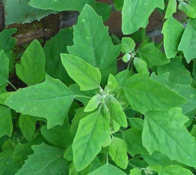 Arshiayat bathua Saag Seed(365 per packet)