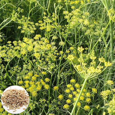 KNESSiN Fennel Seed(1250 per packet)