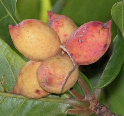 VibeX ATS-16 - Almond Badam Tree - (30 Seeds) Seed(30 per packet)