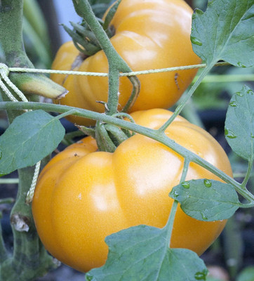 Qualtivate PUA-4A Yellow Brandywine Tomato Seed(300 per packet)