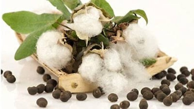 wequality Cotton seeds hybrid/Cotton seed 13 Seed(13 per packet)