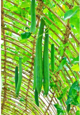 VibeX SPONGE GOURD (CHIKNI TORU/GILKI) HYBRID[50 Gms, 250 Seeds] Seed(250 per packet)