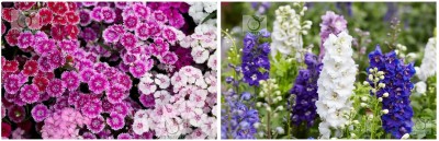 STOREFLIX sweet william - larkspur rocket Seed(150 per packet)