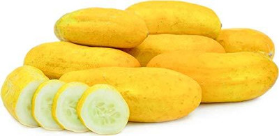 Qualtivate PUA-1A Vegetable Cucumber Sambar Seed(300 per packet)