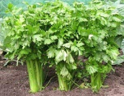 CYBEXIS NBIR-8 - Celery Tall Utah - (250 Seeds) Seed(250 per packet)
