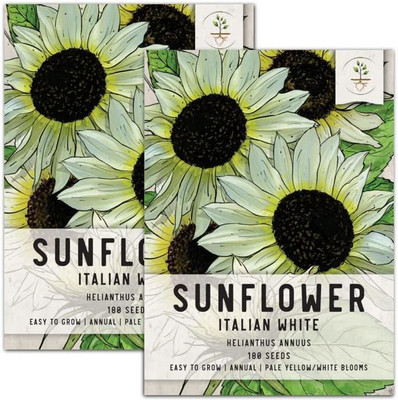 WILLVINE PAU-369 Italian White Sunflower Seeds Seed(200 per packet)