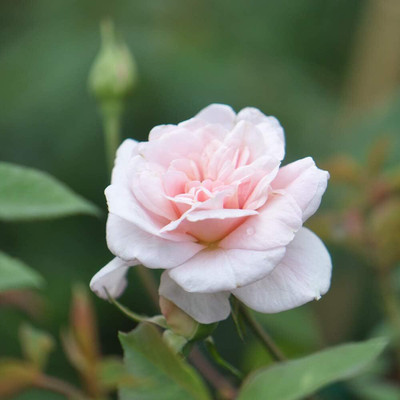 Qualtivate HYB-3A Cécile Brünner™ Rambling Rose Seeds Seed(25 per packet)