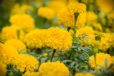 Just Jaivik marigold/gende ka phool flower seeds Seed(50 per packet)