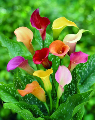 Oakwood Farms Oakwood Farms Calla Lily Flower Bulbs Seed(1 per packet)