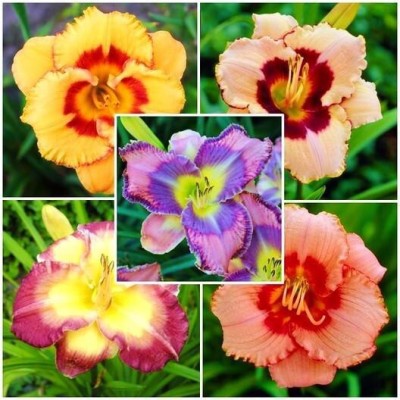 Tim Tim Agro Daylily Bulbs Seed(8 per packet)