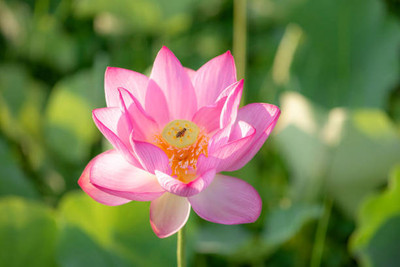 ARTA lotus,kamal gatta Seed(11 per packet)