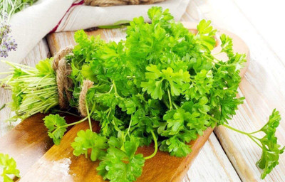 CYBEXIS TLX-24 - Italian Flat Leaf Organic Parsley - (2250 Seeds) Seed(2250 per packet)