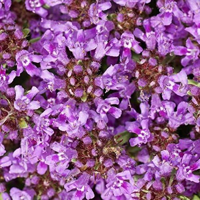 Qualtivate PUA5-A Creeping Thyme Seeds(Thymus serpyllum) Seed(50 per packet)