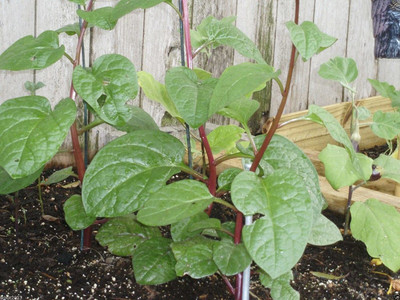 VibeX GBPUT-61 - Red Malabar spinach - (2250 Seeds) Seed(2250 per packet)