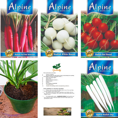 Finiox LONG RED RADISH , LONG RADISH , RADISH WHITE ROUND , RADISH RED ROUND Seed(50 per packet)