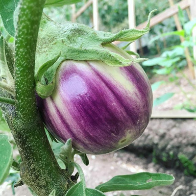 UGRA Vegetable Brinjal Seed(3000 per packet)