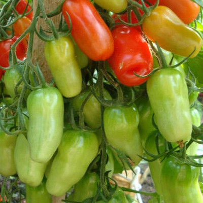 CYBEXIS Nutritious Tomato Seeds Delicious Fruit 2000 Seeds Seed(2000 per packet)